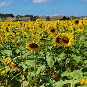 Meet your Posher, Hill